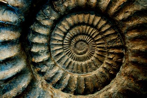 fossil hd|cool fossil pictures.